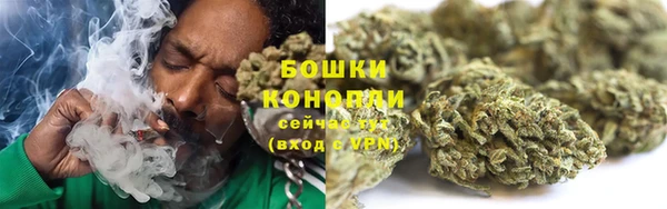 сатива Новокубанск