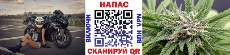 Конопля гибрид  Чкаловск 